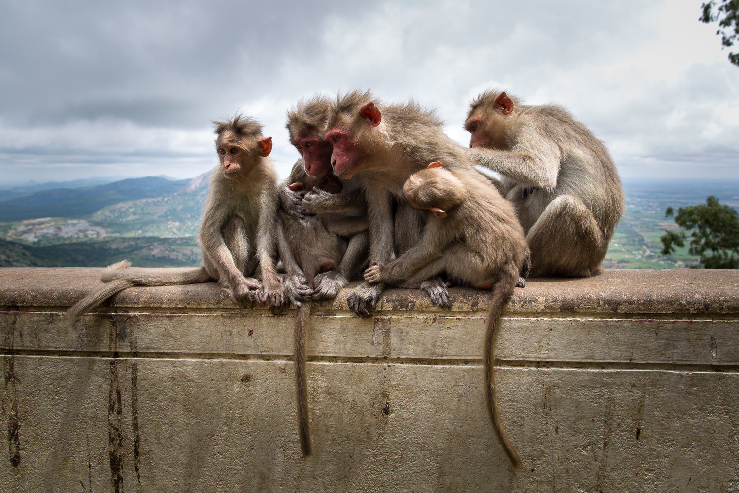Wildlife Photography - Bonnet Macaques by John Rowell